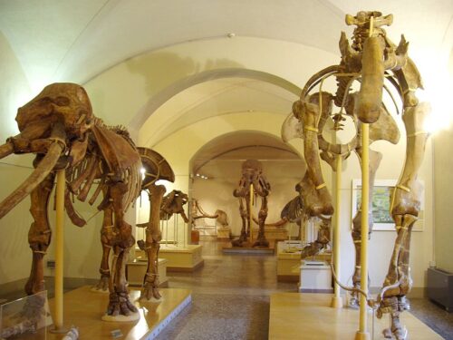 https://en.wikipedia.org/wiki/Museo_di_Storia_Naturale_di_Firenze