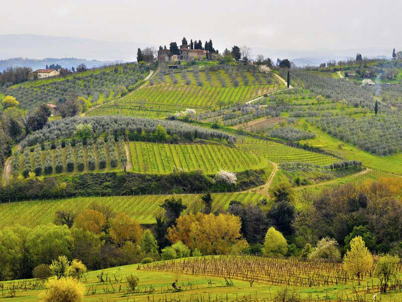 http://www.aboutsiena.com/wine-of-Siena.html