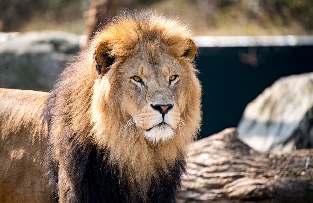 https://www.facebook.com/tierparkhellabrunn/photos