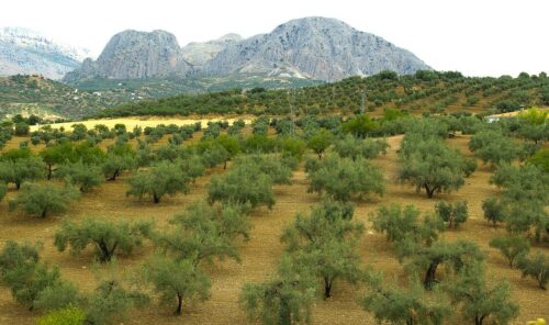 Andalusian Olives