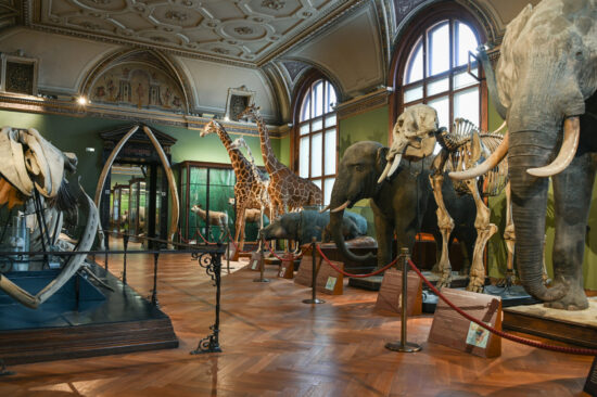https://www.facebook.com/Naturhistorisches.Museum.Wien/photos