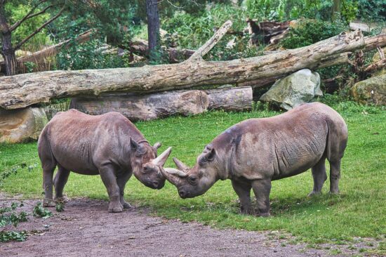 https://pixabay.com/de/photos/nashorn-zoo-tiergarten-tierwelt-6650909/