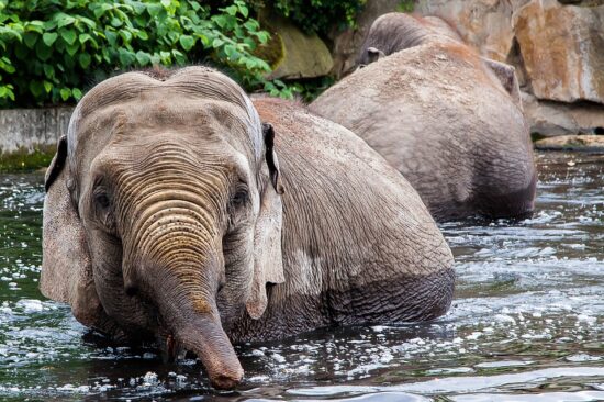 Visit Tierpark. Photo by https://pixabay.com/de/photos/berlin-tierpark-elefant-2721337/