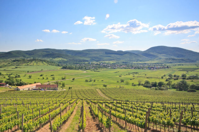 Wine from the Tokaj region
